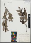 Foto von Salix appendiculata Vill. x Salix aurita L.